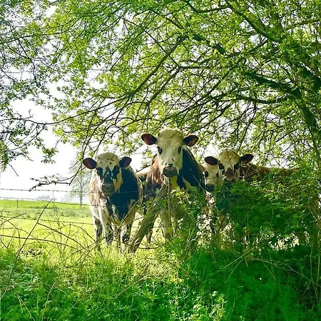 Les Maisons D'aure * Putanges